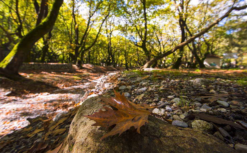 Αιωνόβια πλατάνια στο Πλανητέρο Αιωνόβια πλατάνια στο Πλανητέρο