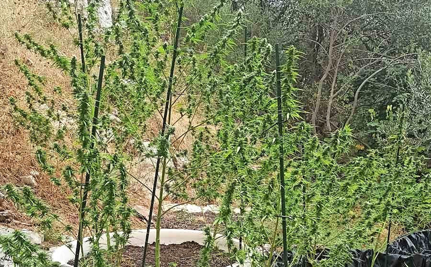 Κέρκυρα: Σύλληψη για καλλιέργεια κάνναβης – Κατασχέθηκαν 18 δενδρύλλια