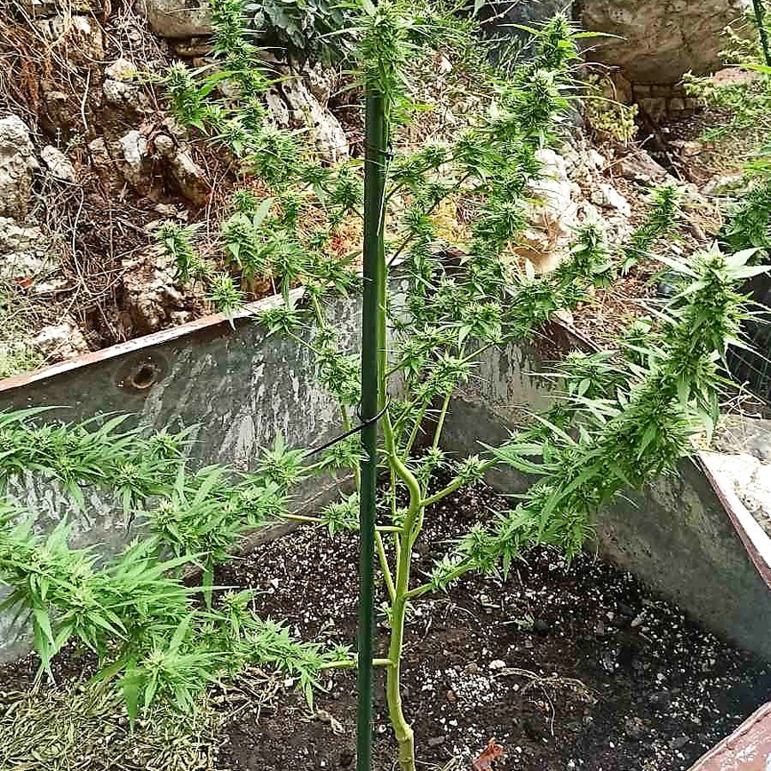 Καλλιέργεια δενδρυλλίων κάνναβης