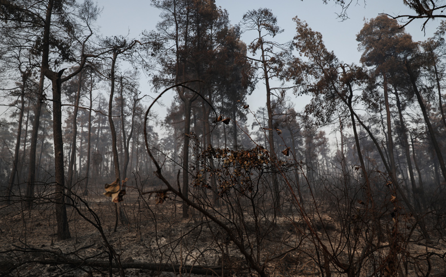 Επιτροπή ΦΥΣΗ 2000: Ποιες είναι οι βασικές αρχές για την αποκατάσταση των καμένων οικοσυστημάτων