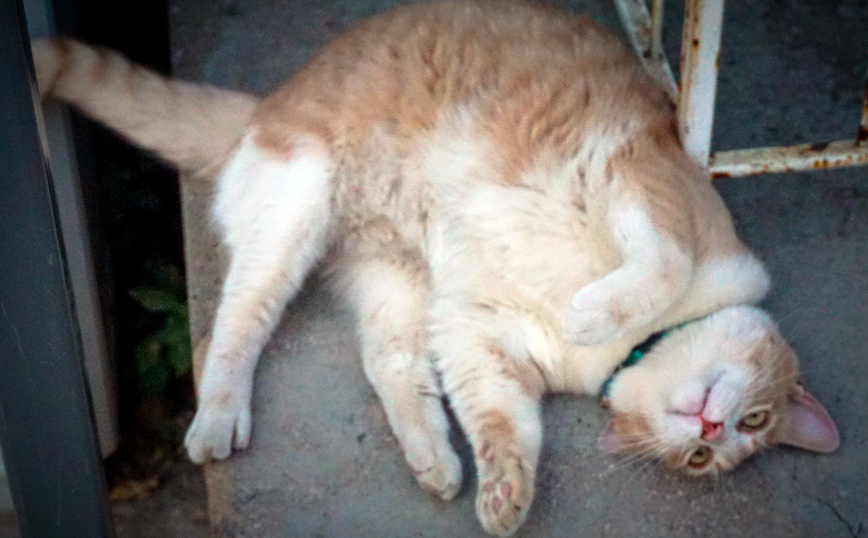 Ανενόχλητος δρα εδώ και τρεις μήνες άντρας που δολοφονεί γάτες στη Γλυφάδα- Τι καταγγέλλουν οι κάτοικοι
