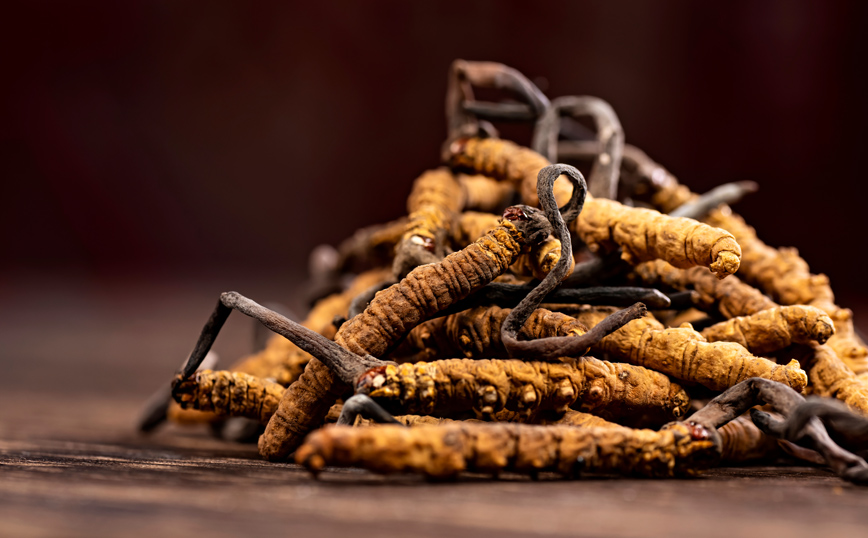 Τα μανιτάρια της Κάμπιας