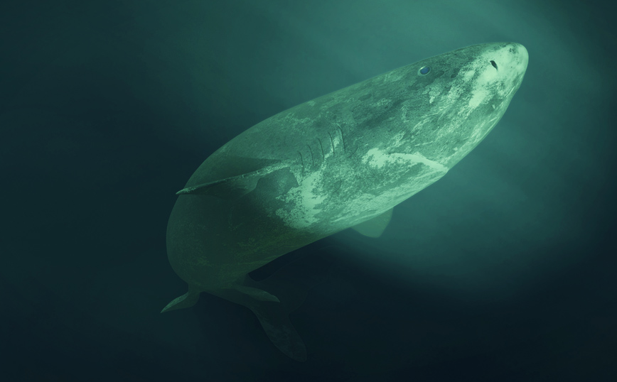 Καρχαρίας Γροιλανδίας Καρχαρίας Γροιλανδίας