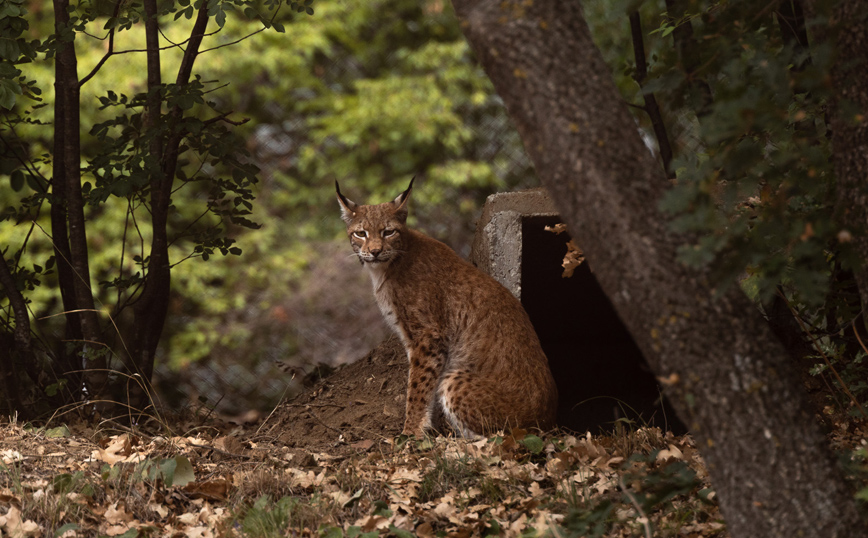 Λύγκας στην Ελλάδα Λύγκας στην Ελλάδα