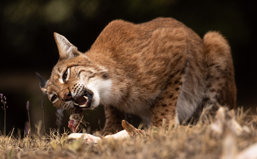 Λύγκας στην Ελλάδα Λύγκας στην Ελλάδα