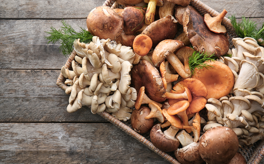 μανιτάρια μανιτάρια