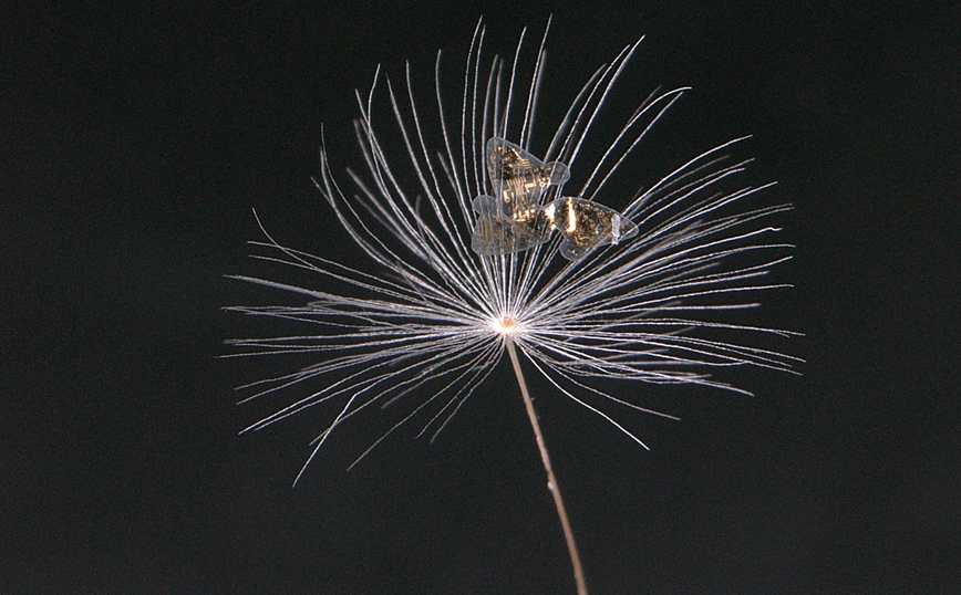 Το πρώτο ιπτάμενο μικροτσίπ Το πρώτο ιπτάμενο μικροτσίπ