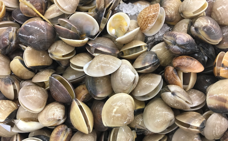 Αχιβάδες κρύου νερού- Αχιβάδες κρύου νερού-