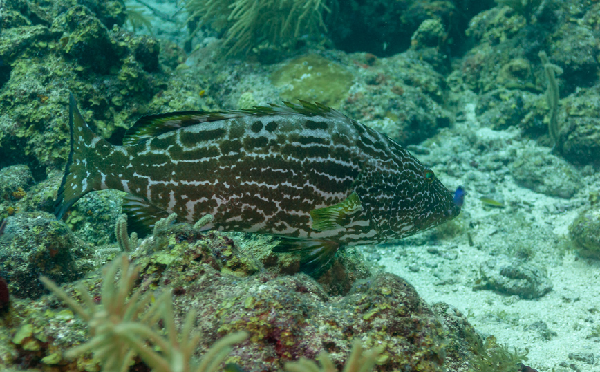 βραχόψαρα βραχόψαρα