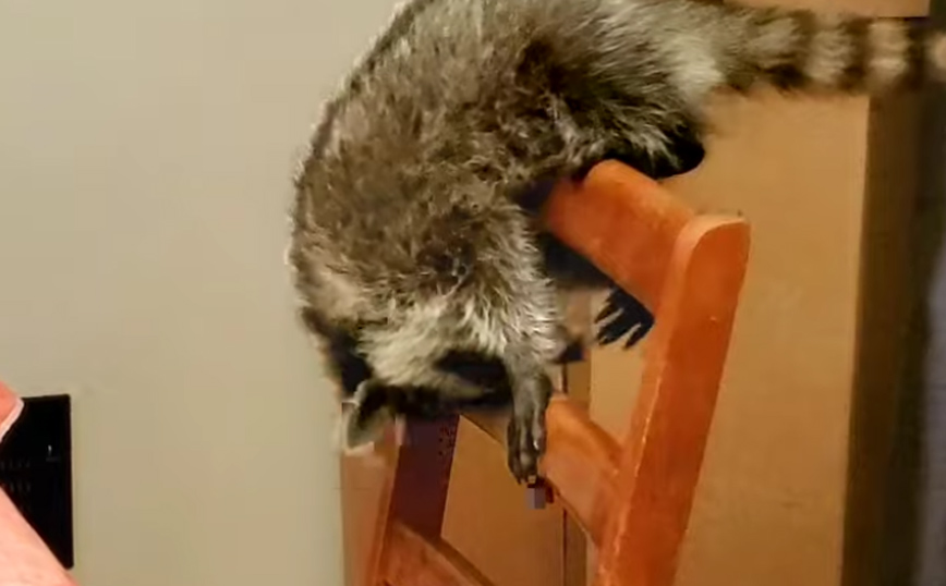 Ρακούν &#8211; ακροβάτης που γίνεται viral