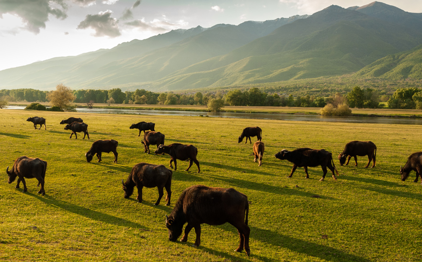 Νεροβούβαλοι στη λίμνη Κερκίνη Νεροβούβαλοι στη λίμνη Κερκίνη