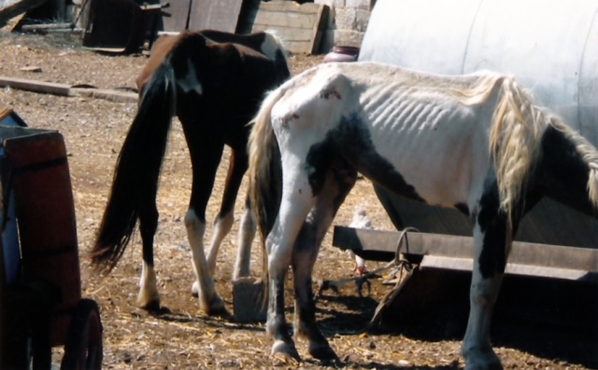Κρούσμα της νόσου του Δυτικού Νείλου σε άλογο στη Λευκάδα