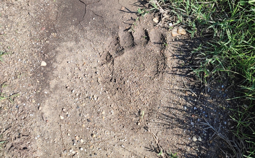 Ίχνος αρκούδας στον Αξιό