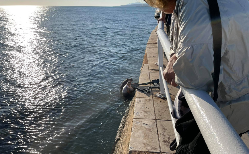 Γυναίκα έπεσε στη θάλασσα όταν αυτοκίνητο χτύπησε το παγκάκι που καθόταν Γυναίκα έπεσε στη θάλασσα όταν αυτοκίνητο χτύπησε το παγκάκι που καθόταν