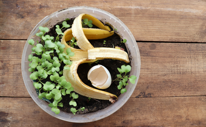 Η μπανανόφλουδα ως λίπασμα