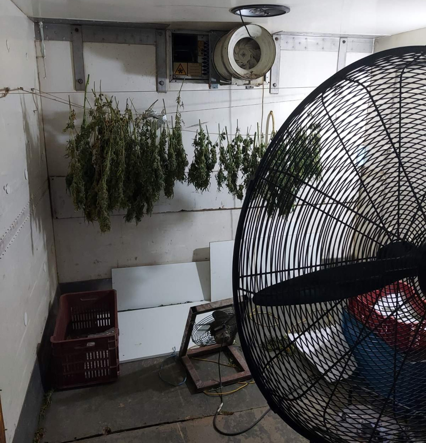 Εντοπίσθηκε φυτεία δενδρυλλίων κάνναβης σε δασώδη περιοχή στον Αυλώνα Εντοπίσθηκε φυτεία δενδρυλλίων κάνναβης σε δασώδη περιοχή στον Αυλώνα