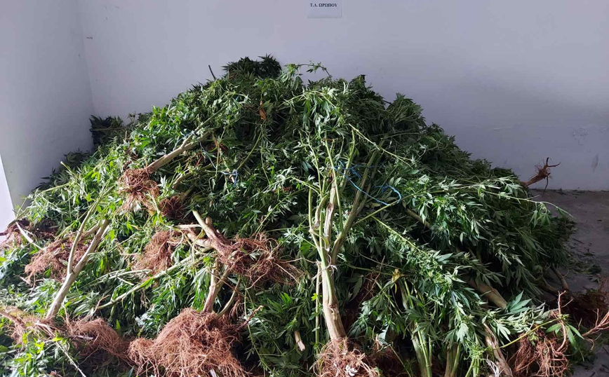 Εντοπίσθηκε φυτεία δενδρυλλίων κάνναβης σε δασώδη περιοχή στον Αυλώνα Εντοπίσθηκε φυτεία δενδρυλλίων κάνναβης σε δασώδη περιοχή στον Αυλώνα