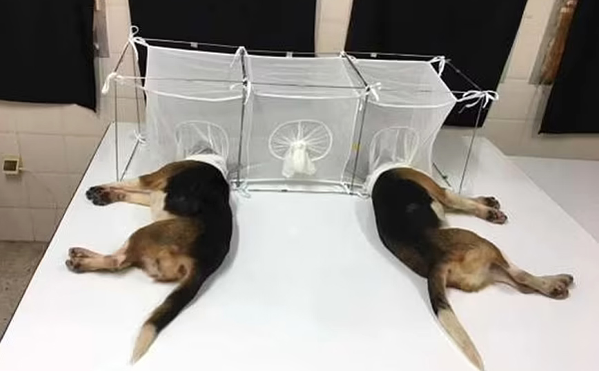 Πειράματα σε σκύλους Πειράματα σε σκύλους