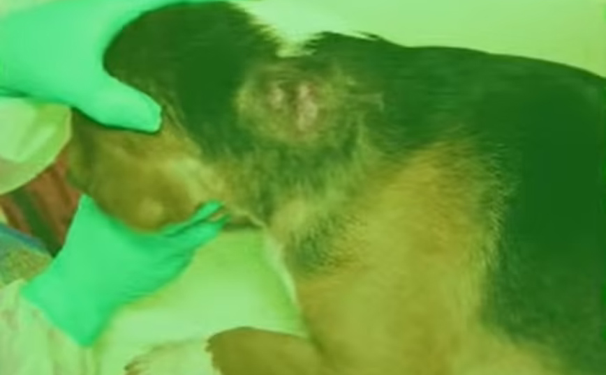 Πειράματα σε σκύλους Πειράματα σε σκύλους