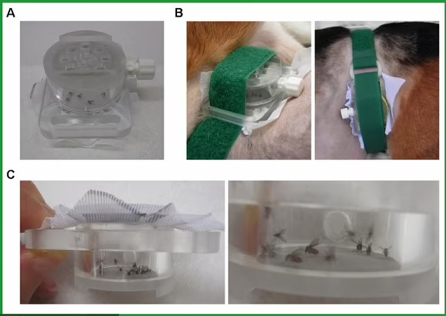 Πειράματα σε σκύλους Πειράματα σε σκύλους