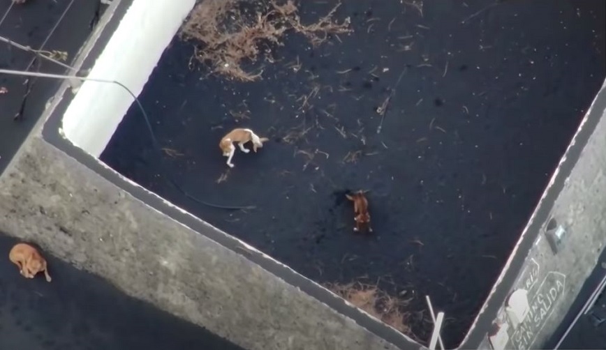 Λα Πάλμα: Προσπάθησαν με drone να σώσουν τρεις σκύλους που παγιδεύτηκαν κοντά στο ηφαίστειο