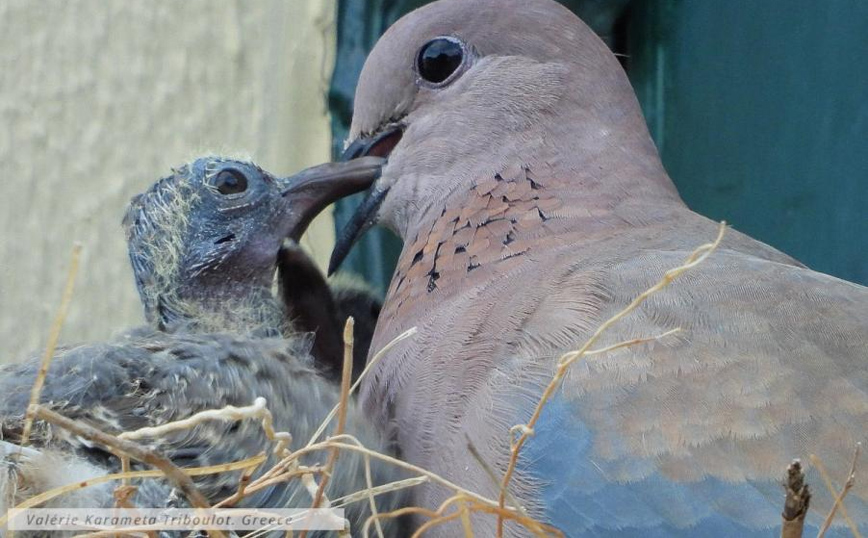 Φοινικοτρύγονo Φοινικοτρύγονo