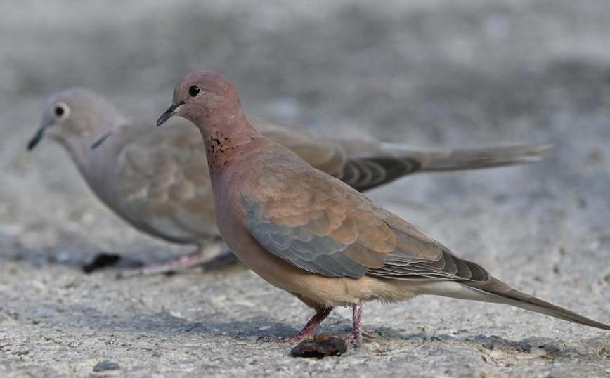 Φοινικοτρύγονo Φοινικοτρύγονo