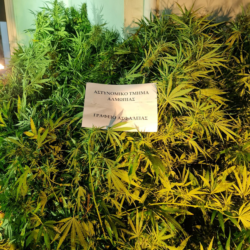 Συνελήφθη ένα άτομο για καλλιέργεια 63 δενδρυλλίων κάνναβης Συνελήφθη ένα άτομο για καλλιέργεια 63 δενδρυλλίων κάνναβης