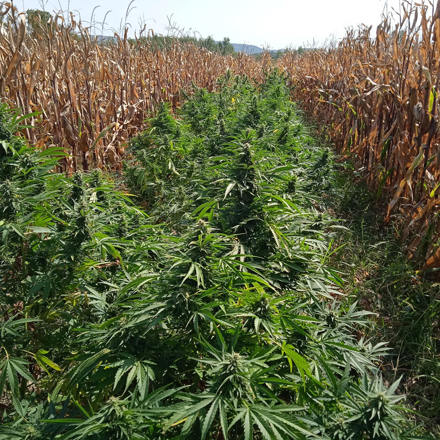 Συνελήφθη ένα άτομο για καλλιέργεια 63 δενδρυλλίων κάνναβης Συνελήφθη ένα άτομο για καλλιέργεια 63 δενδρυλλίων κάνναβης