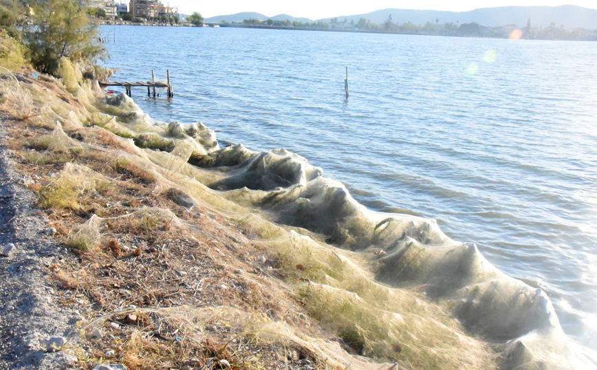 Πυκνότεροι μέσα σε λίγες μέρες οι ιστοί των αραχνών Πυκνότεροι μέσα σε λίγες μέρες οι ιστοί των αραχνών