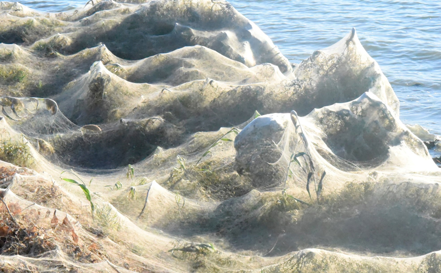 Πυκνότεροι μέσα σε λίγες μέρες οι ιστοί των αραχνών Πυκνότεροι μέσα σε λίγες μέρες οι ιστοί των αραχνών