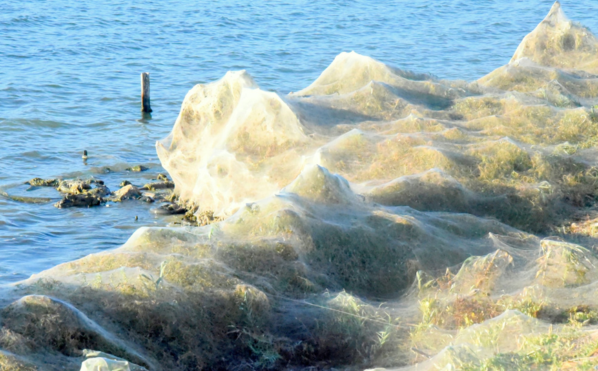 Πυκνότεροι μέσα σε λίγες μέρες οι ιστοί των αραχνών Πυκνότεροι μέσα σε λίγες μέρες οι ιστοί των αραχνών