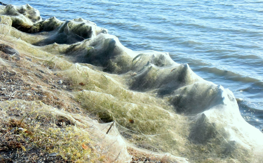 Πυκνότεροι μέσα σε λίγες μέρες οι ιστοί των αραχνών Πυκνότεροι μέσα σε λίγες μέρες οι ιστοί των αραχνών