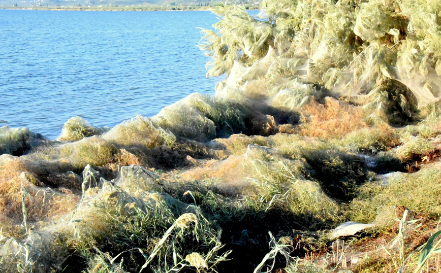 Πυκνότεροι μέσα σε λίγες μέρες οι ιστοί των αραχνών Πυκνότεροι μέσα σε λίγες μέρες οι ιστοί των αραχνών