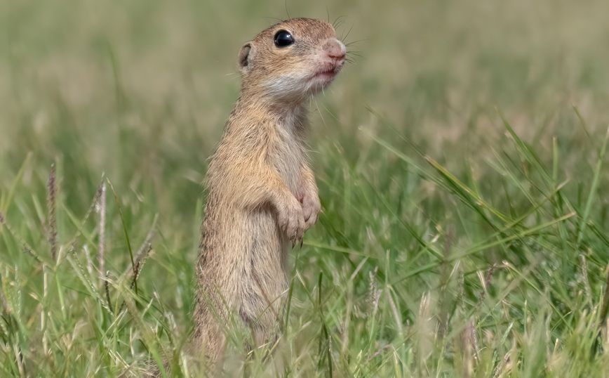 Στο Καλοχώρι και το Ανατολικό εντοπίζεται η μεγαλύτερη αποικία λαγόγυρων στην Ελλάδα Στο Καλοχώρι και το Ανατολικό εντοπίζεται η μεγαλύτερη αποικία λαγόγυρων στην Ελλάδα