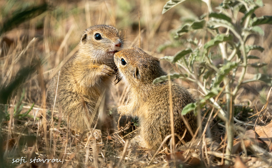 Στο Καλοχώρι και το Ανατολικό εντοπίζεται η μεγαλύτερη αποικία λαγόγυρων στην Ελλάδα Στο Καλοχώρι και το Ανατολικό εντοπίζεται η μεγαλύτερη αποικία λαγόγυρων στην Ελλάδα
