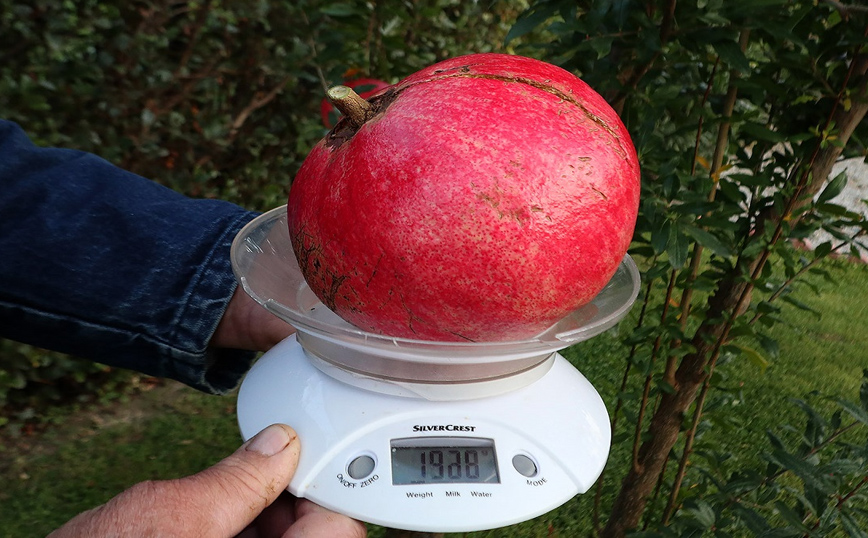 Λάρισα: Ρόδι-γίγας σχεδόν δυο κιλά Λάρισα: Ρόδι-γίγας σχεδόν δυο κιλά