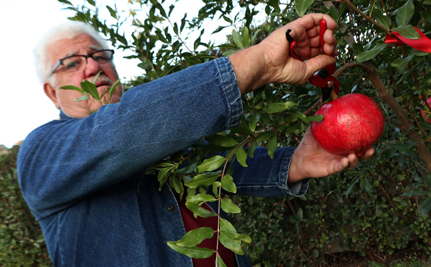 Λάρισα: Ρόδι-γίγας σχεδόν δυο κιλά Λάρισα: Ρόδι-γίγας σχεδόν δυο κιλά
