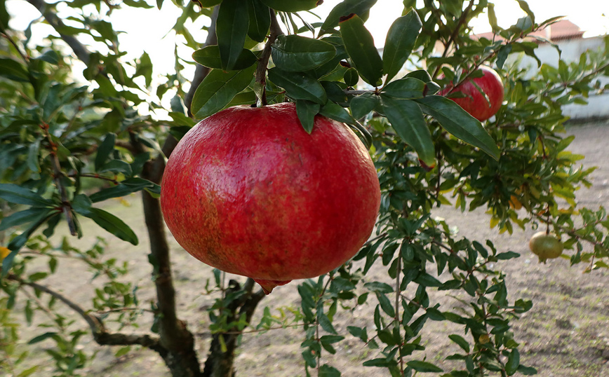 Λάρισα: Ρόδι-γίγας σχεδόν δυο κιλά Λάρισα: Ρόδι-γίγας σχεδόν δυο κιλά