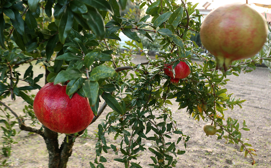 Λάρισα: Ρόδι-γίγας σχεδόν δυο κιλά Λάρισα: Ρόδι-γίγας σχεδόν δυο κιλά