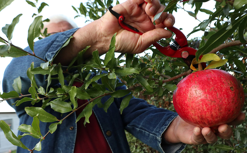 Λάρισα: Ρόδι-γίγας σχεδόν δυο κιλά Λάρισα: Ρόδι-γίγας σχεδόν δυο κιλά