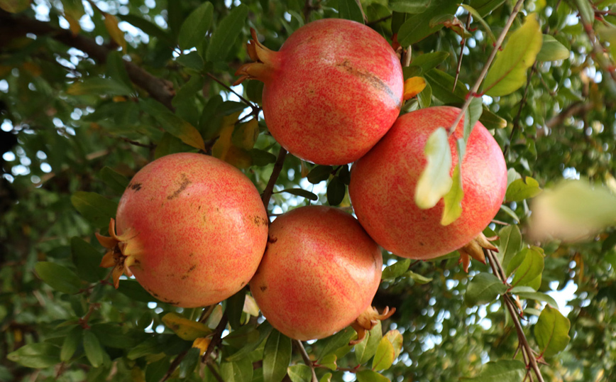 Λάρισα: Ρόδι-γίγας σχεδόν δυο κιλά Λάρισα: Ρόδι-γίγας σχεδόν δυο κιλά