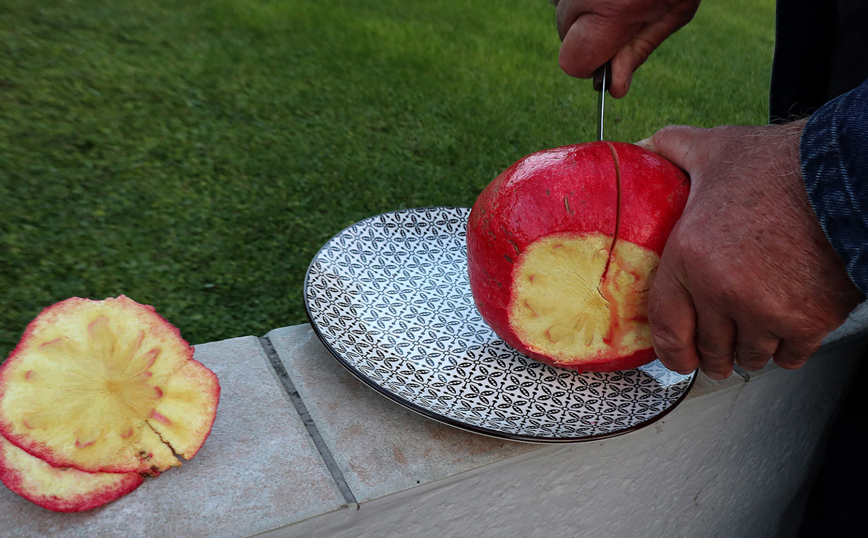 Λάρισα: Ρόδι-γίγας σχεδόν δυο κιλά Λάρισα: Ρόδι-γίγας σχεδόν δυο κιλά