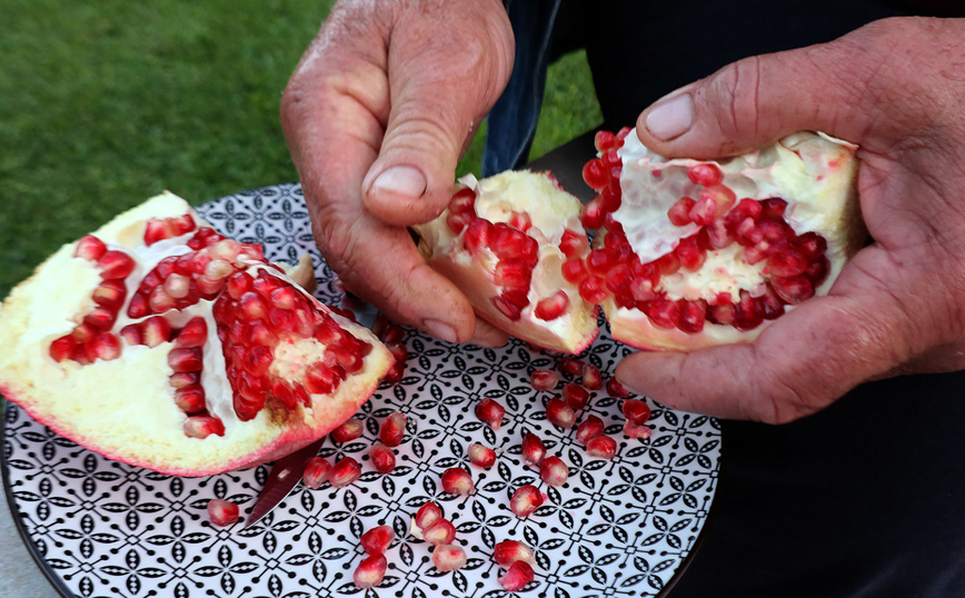 Λάρισα: Ρόδι-γίγας σχεδόν δυο κιλά Λάρισα: Ρόδι-γίγας σχεδόν δυο κιλά