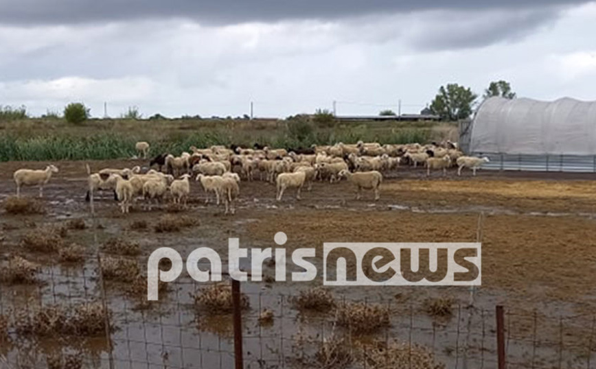 Κακοκαιρία «Αθηνά»: Προβλήματα στην Ηλεία – Πνίγηκαν ζώα