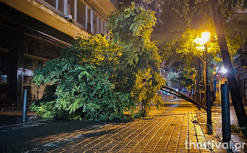 Κακοκαιρία «Αθηνά»: Πτώσεις δέντρων στη Θεσσαλονίκη &#8211; Κλειστά σχολεία στη Χαλκιδική