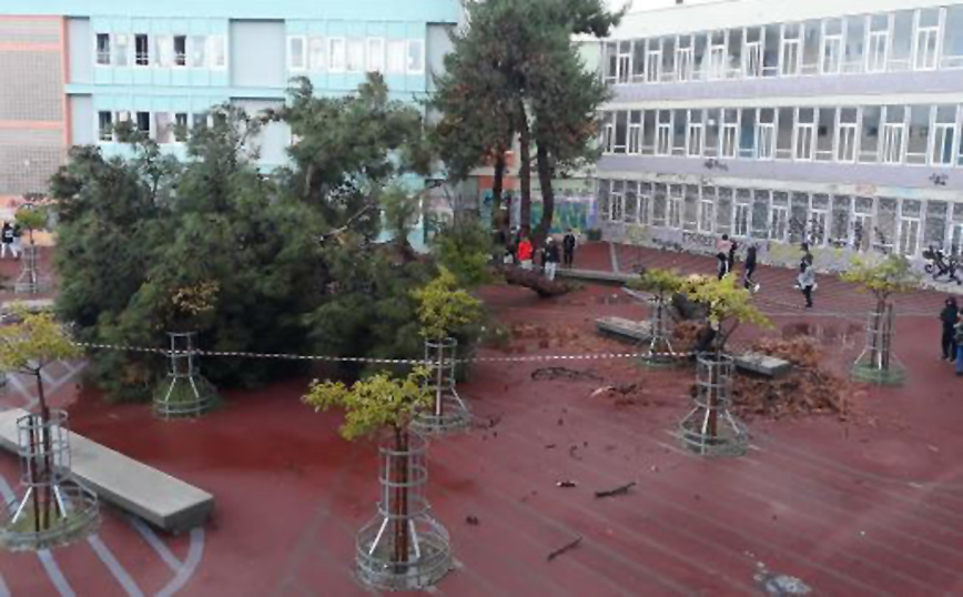 Δέντρο έπεσε στην αυλή σχολείου στη Θεσσαλονίκη Δέντρο έπεσε στην αυλή σχολείου στη Θεσσαλονίκη