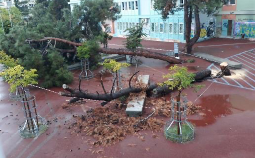 Κακοκαιρία Μπάλλος: Τεράστιο πεύκο έπεσε στην αυλή σχολείου στη Θεσσαλονίκη