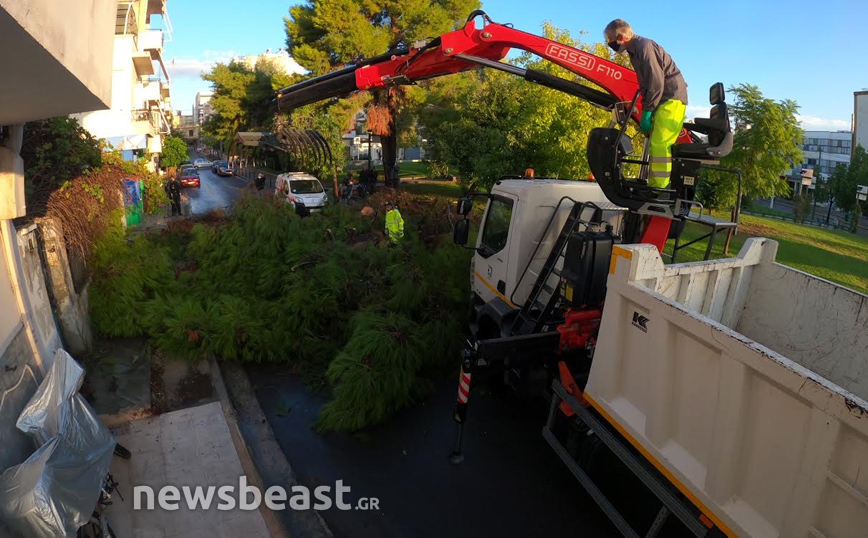 Πεσμένο δέντρο στο Περιστέρι που έκοψε τον δρόμο στα δύο