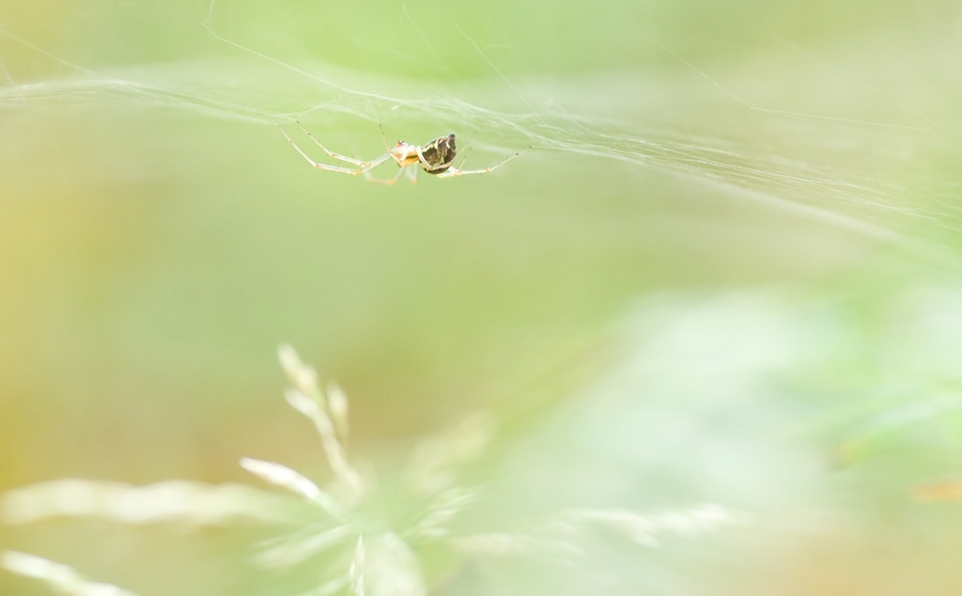 Αράχνη σε ιστό Αράχνη σε ιστό